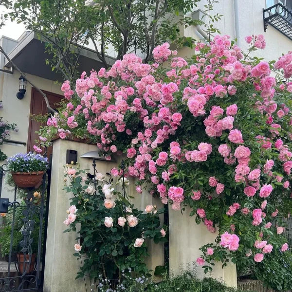🌹🌸🌼 Elegant Climbing Rose Flower Seeds 🌼🌸🌹