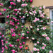 🌹🌸🌼 Elegant Climbing Rose Flower Seeds 🌼🌸🌹