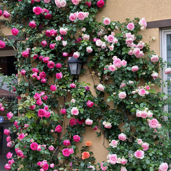🌹🌸🌼 Elegant Climbing Rose Flower Seeds 🌼🌸🌹