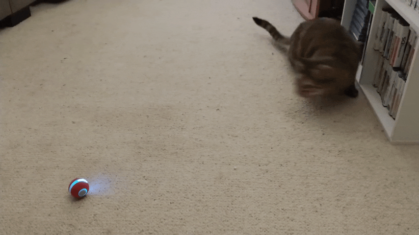 Pets Smart Gravity 360 Self Roller Ball Toy