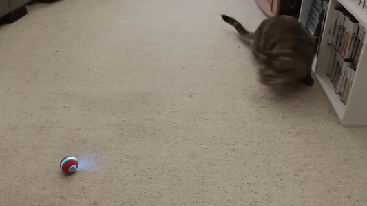 Pets Smart Gravity 360 Self Roller Ball Toy