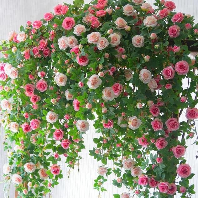 🌹🌸🌼 Elegant Climbing Rose Flower Seeds 🌼🌸🌹