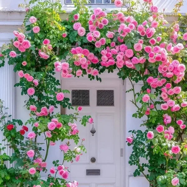 🌹🌸🌼 Elegant Climbing Rose Flower Seeds 🌼🌸🌹